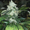 Shogun (RQS) Cannabis-Samen