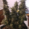 Shogun (RQS) Cannabis-Samen