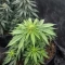 Sweet Critical CBD (00 Seeds)