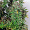 THC Bomb Auto (Bomb Seeds) Cannabis-Samen
