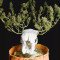 Tropicanna Poison F1 Fast Version feminisiertes Saatgut (Sweet Seeds)