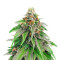 Strawberry Amnesia feminisiertes Saatgut von Herbies Seeds