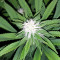 Tropic Punch (Heavyweight Seeds) Cannabis-Samen