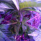 Psychofruit Auto (Cream of the Crop Seeds) Cannabis-Samen