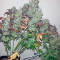 Strawberry Cough (Dutch Passion) Cannabis-Samen