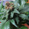 Ayahuasca Purple (Barney's Farm) Cannabis-Samen
