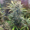 Auto Do-Si-Dos Cookies (00 Seeds) Cannabis-Samen
