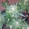 Auto Purple Gorilla (Short Stuff Seeds) Cannabis-Samen