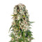 Big Bud Automatic (Sensi Seeds) Cannabis-Samen