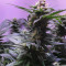 Big Bud XXL (Ministry Of Cannabis) Cannabis-Samen