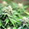 Black Destroyer (Original Sensible Seeds) Cannabis-Samen