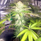 Bubble Bomb (Bomb Seeds) Cannabis-Samen