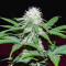 Critical Mass Regular (Mr. Nice Seedbank) Cannabis-Samen