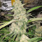 Mangobiche Kush Regular (CannaBioGen) Cannabis-Samen