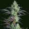 Mimosa Cake Auto feminisierte Samen (Fast Buds)