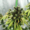 NYC Diesel (Zambeza Seeds) Cannabis-Samen
