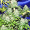 Nepal Jam regular (Ace Seeds) Cannabis-Samen