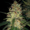 Pineapple Haze Regular (Barney's Farm) Cannabis-Samen