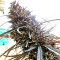 Purple Haze x Malawi Regular (Ace Seeds) Cannabis-Samen