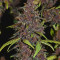 Purple Lemonade Auto feminisierte Samen (Fast Buds)