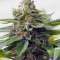 Skywalka Ghost Kush (Big Head Seeds) Cannabis-Samen