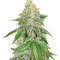 Sour Hound F2 Auto (Mephisto Genetics) Cannabis-Samen