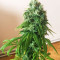 Sour Kush (Reserva Privada) Cannabis-Samen
