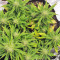 Strawberry Gum (Advanced Seeds) Cannabis-Samen