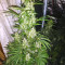 Tikal (Ace Seeds) Cannabis-Samen