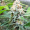 White Critical (White Widow +) (Original Sensible Seeds) Cannabis-Samen