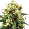 White Haze Automatic (White Label) Cannabis-Samen