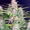 Bruce Banner Autoflower feminisierte Samen (Seedkeepers)