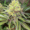 Bruce Banner # feminisierte Samen (AlphaFem Seeds)