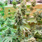 Hero Cookies feminisierte Samen (AlphaFem Seeds)