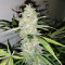 Maple Sherbet (Seedstockers) Cannabis-Samen