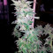 Nebula (Paradise Seeds) Cannabis-Samen