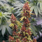 Purple Punch OG Samen feminisiert (Sweet Seeds)