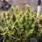 LSD Auto Cannabis-Samen Kaufen
