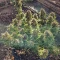 Gorilla Cookies Auto (Fast Buds) Cannabis-Samen zu verkaufen