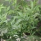 West Coast O.G. Auto (Fast Buds) Cannabis-Samen zu verkaufen