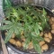 Gelato Auto Cannabis-Samen Kaufen