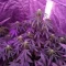 Gelato Auto Cannabis-Samen Kaufen