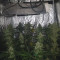 Royal Gorilla Cannabis-Samen Kaufen