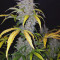 Original Auto Jack Herer (Fast Buds) Cannabis-Samen zu verkaufen