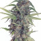 Kaufe Runtz Samen feminisiert von Seedstockers