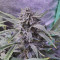 Wedding Cake Auto (Barney's Farm) Cannabis-Samen zu verkaufen