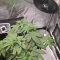 Strawberry Gorilla Auto Cannabis-Samen Kaufen