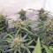 Californian Snow Auto (Fast Buds) Cannabis-Samen
