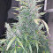 Auto Strawberry Gum (Advanced Seeds) Cannabis-Samen zu verkaufen