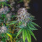 Z Gorilla Cannabis-Samen Kaufen